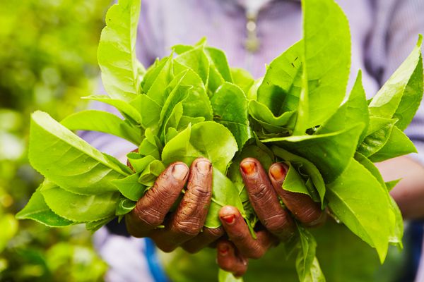 دستان زنان از مزرعه چای - سریلانکا