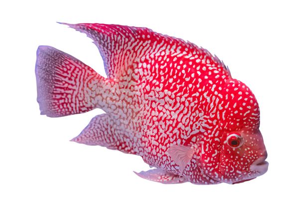 ماهی سر کوهان قرمز جدا شده در پس زمینه سفید