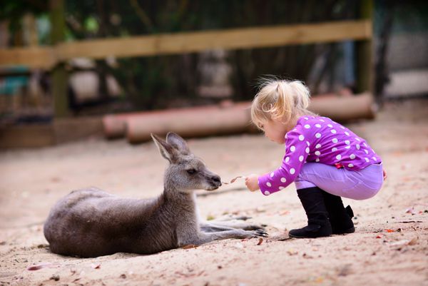 دختر جوان ناز و کانگورو در باغ وحش