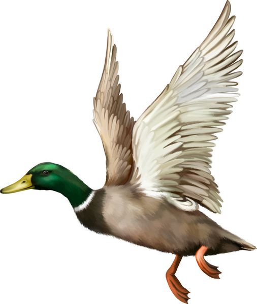 اردک اردک نر در حال پرواز بردار