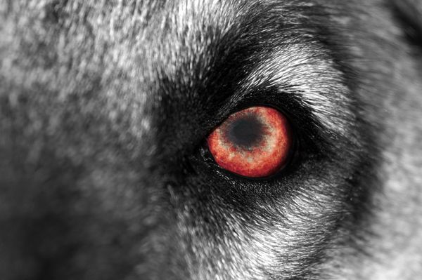 ماکرو یک گرگ یا سگ با چشم قرمز