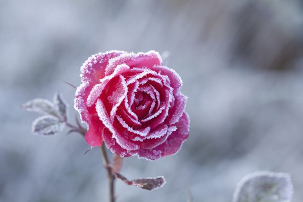 گل رز با یخ زدگی