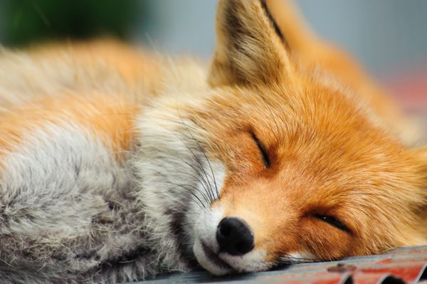روباه قرمز خوابیده vulpes vulpes در هوکایدو ژاپن
