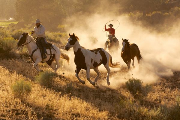 دو گاوچران غربی سوار بر اسب و طناب زدن بر اسب های وحشی
