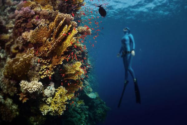 زیر آب بانوی غواص آزاد که در امتداد صخره‌های مرجانی زنده بالا می‌رود تمرکز بر مرجان ها غواص تار است دریای سرخ مصر
