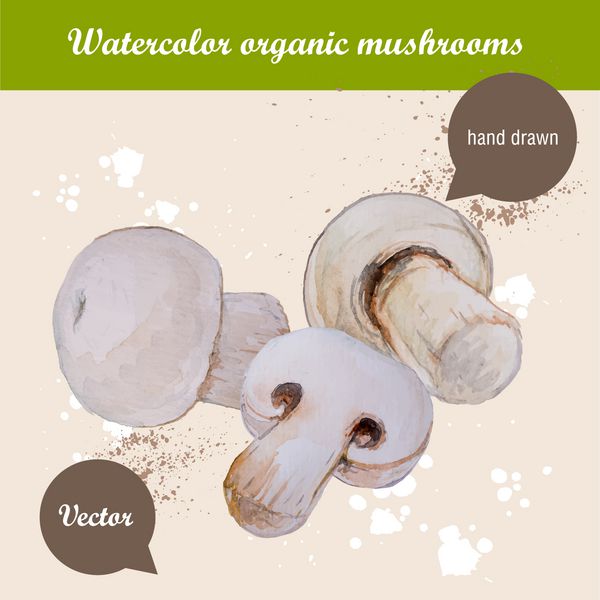 وکتور آبرنگ با دست کشیده شده تعداد زیادی قارچ شامپینیون با قطره های آبرنگ تصویر مواد غذایی ارگانیک