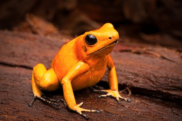 قورباغه سمی قورباغه دارت سمی phyllobates terribilis یک حیوان خطرناک از جنگل های بارانی استوایی کلمبیا است دوزیست سمی با رنگ های زرد و نارنجی روشن