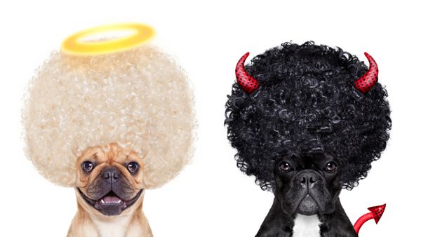 سگ بولداگ فرانسوی حنایی شیطان و فرشته کنار هم نشسته اند و بین درست و غلط خوب یا بد جدا شده روی پس زمینه سفید تصمیم می گیرند