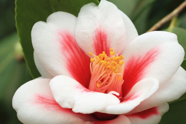 گل کاملیا نمای نزدیک از سفید با گل کاملیا قرمز در شکوفه کامل در باغ