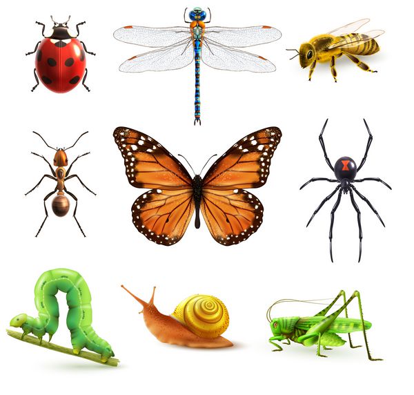 نمادهای تزئینی رنگی واقع گرایانه حشرات با وکتور جدا شده از زنبور حلزون کفشدوزک