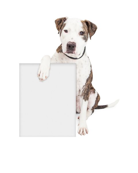 سگ پیت بول دوست داشتنی و دوست داشتنی که علامتی خالی در دست دارد تا پیام بازاریابی شما را وارد کند
