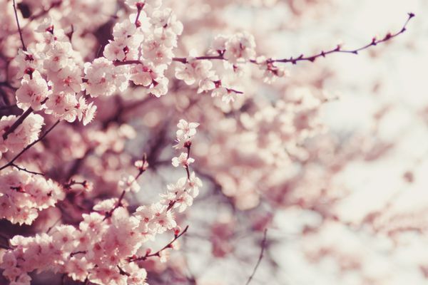 شکوفه های گیلاس بهاری گل های صورتی