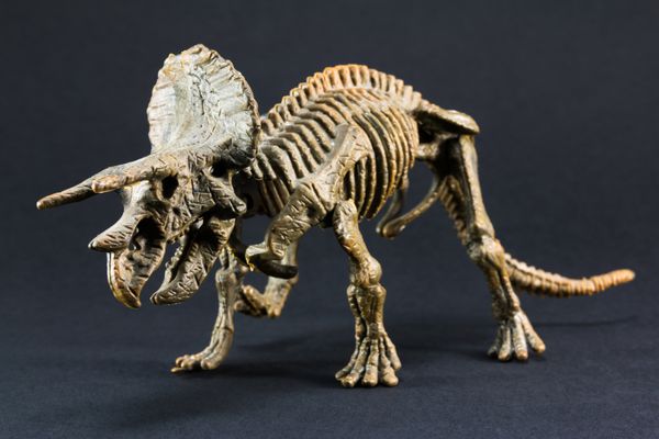 اسباب بازی مدل اسکلت دایناسور فسیلی تری سراتوپ در زمینه مشکی