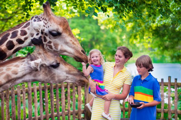 خانواده شاد مادر جوان با دو فرزند دختر نوپا خندان و پسر نوجوانی که به زرافه در طول سفر به باغ وحش شهر در یک روز تابستانی غذا می دهد