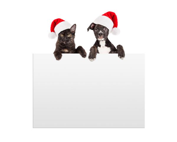 یک توله سگ و بچه گربه سیاه بامزه با کلاه بابا نوئل با پنجه روی تابلوی خالی