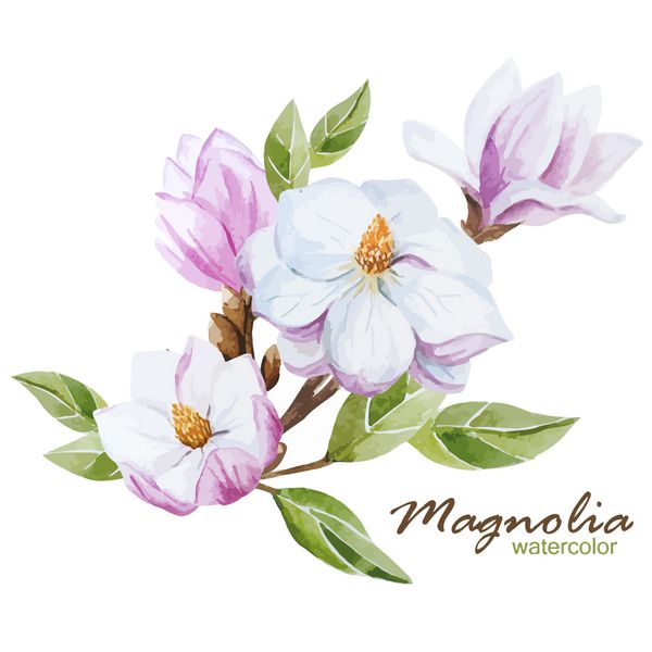 ماگنولیا آبرنگ گل