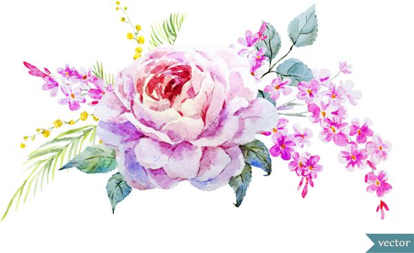 گل رز آبرنگ گل وینتیج میموزا