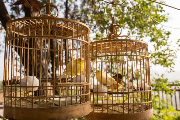 پرندگان زرد در قفس