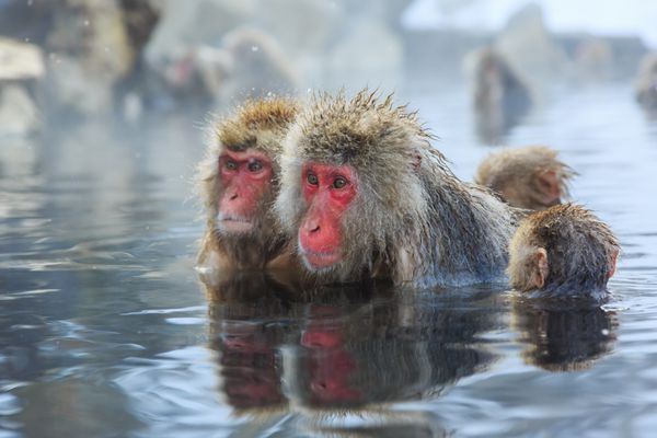 میمون های برفی در یک اونسن طبیعی بهار واقع در پارک جیگوکودانی یوداناکا ناگانو ژاپن