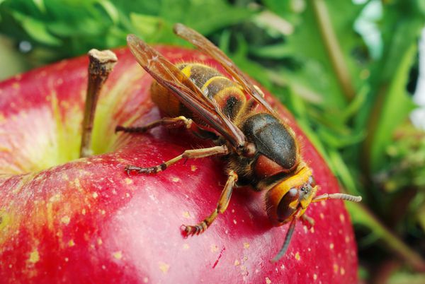 زنبور روی سیب قرمز