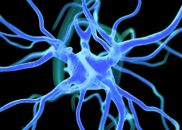 سلول های عصبی یا عصبی که بخشی از سیستم عصبی را تشکیل می دهند که اطلاعات را با سیگنال های الکتریکی و شیمیایی پردازش و انتقال می دهند