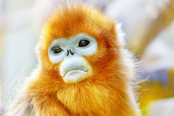 میمون پوزه طلایی ناز در زیستگاه طبیعی خود در حیات وحش