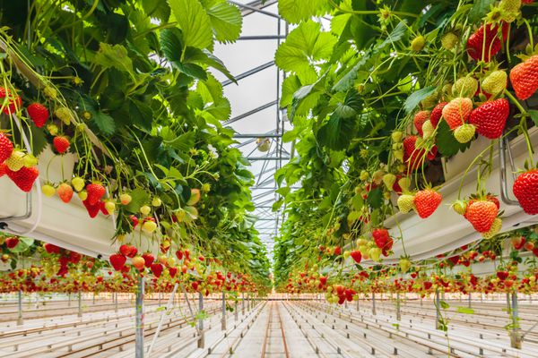 رشد صنعتی توت فرنگی در گلخانه هلندی