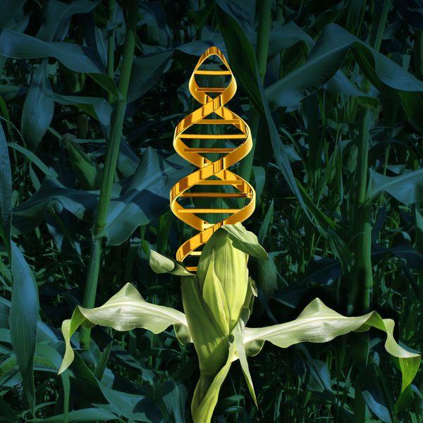محصولات اصلاح شده ژنتیکی و مفهوم کشاورزی مواد غذایی مهندسی شده با استفاده از بیوتکنولوژی و دستکاری ژنتیک از طریق علم زیست شناسی به عنوان گیاه ذرت با نماد رشته DNA در محصول