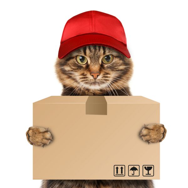گربه - خدمات تحویل پستچی در حال تحویل یک بسته بزرگ