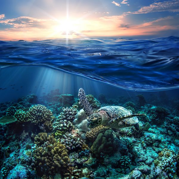 کارت پستال زیبای نیمه آب دریا با غروب خورشید در آسمان لاک‌پشت دریایی مالدیو که در بالا و بالای صخره‌های مرجانی شناور است سر در زیستگاه طبیعت وحشی