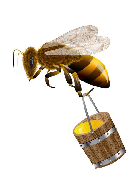 زنبور و عسل در سطل
