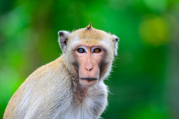میمون چشم‌های آبی و نارنجی دارد میمون چشم‌های دو رنگ دارد میمون چشم‌های همرنگ ندارد فوکوس انتخابی