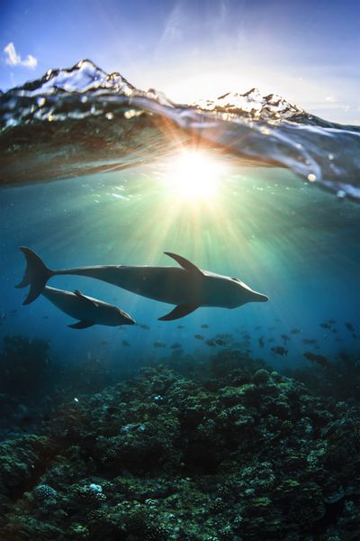 دو دلفین در زیر آب یک مادر خانواده با فرزندش و شکستن موج پاشش بالا در زیر نور خورشید