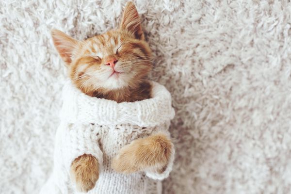 بچه گربه زنجبیلی ناز با ژاکت بافتنی گرم روی فرش سفید خوابیده است