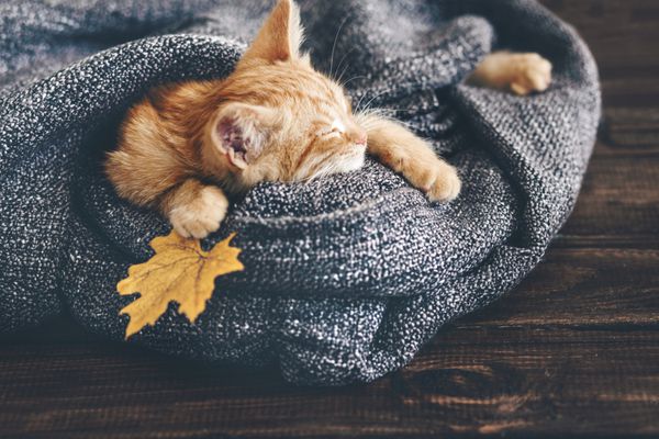 بچه گربه زنجبیلی کوچک در پتوی نرم روی زمین چوبی خوابیده است