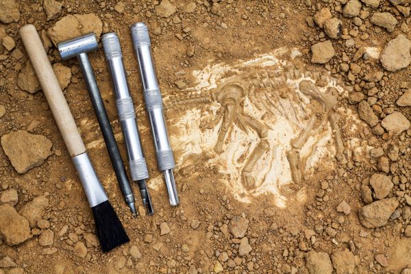 اسکلت و ابزار باستان شناسی آموزش حفاری فسیل شبیه سازی شده همانند حفاری واقعی