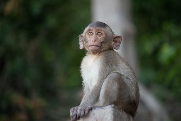 میمون های ناز میمون ناز در جنگل طبیعی تایلند زندگی می کند