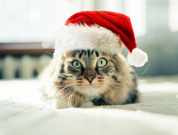گربه کریسمس با کلاه بابا نوئل قرمز