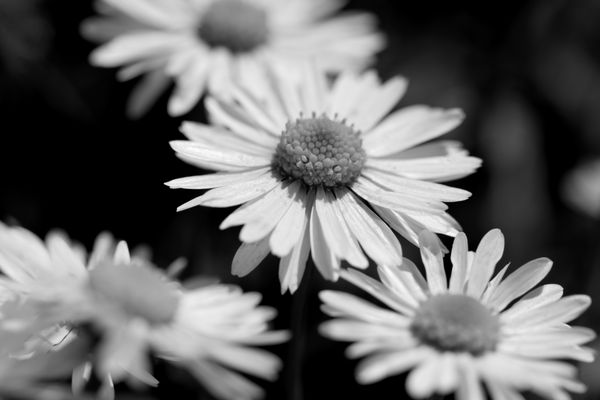 گل های سیاه و سفید