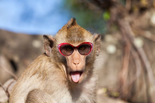 میمون رزوس بامزه با زبان بیرون زده و عینک آفتابی