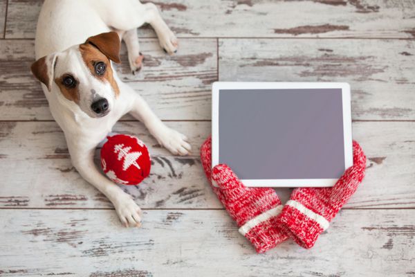 سگ با تبلت در پس زمینه کریسمس تعطیلات سال نو