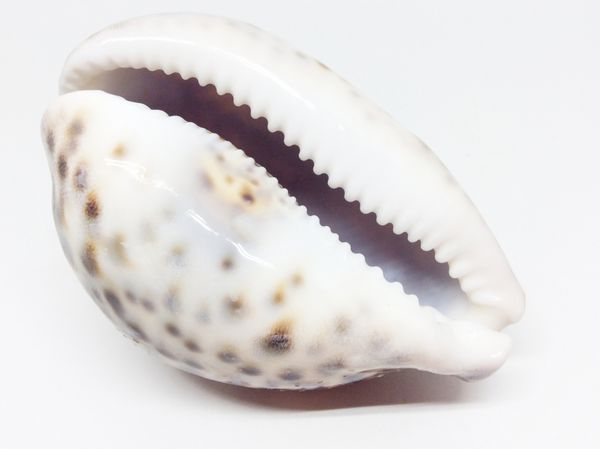 پوسته دریایی جدا شده روی سفید