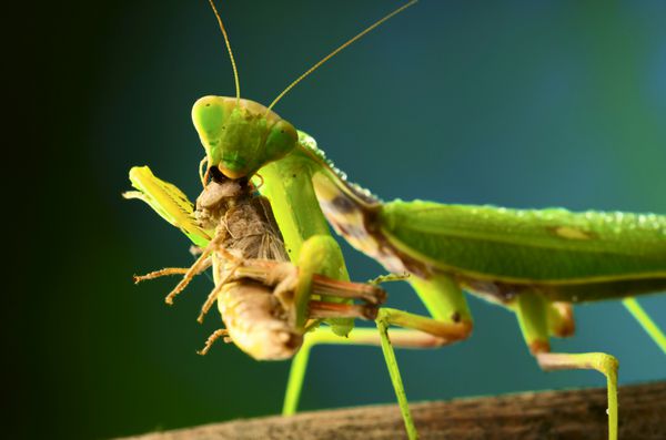 آخوندک سبز ملخ می خورد