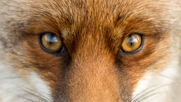 چشم روباه قرمز اروپایی