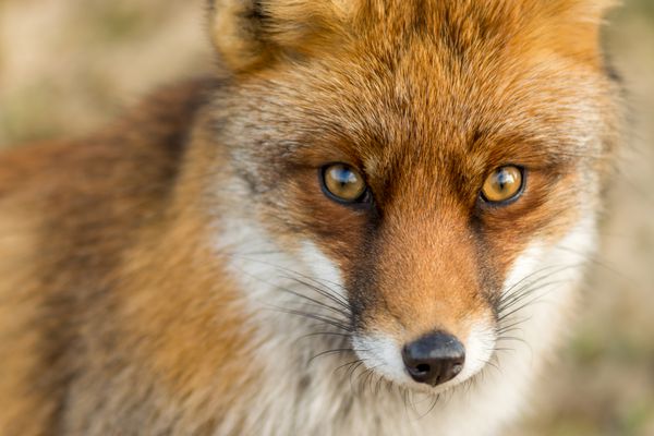 چشم یک روباه قرمز اروپایی
