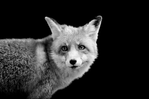 روباه در پس زمینه تیره تصویر سیاه و سفید