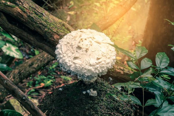 قارچ سفید غول پیکر در جنگل های بارانی استوایی