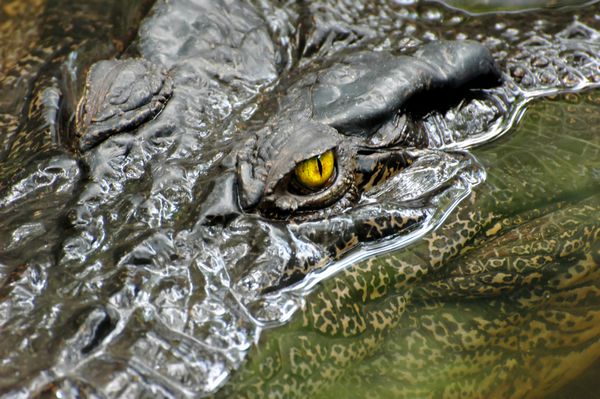 تمساح چشمی koh samui تایلند