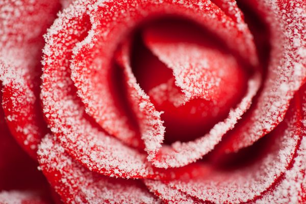 رز قرمز منجمد در یخبندان سفید گلبرگ های گل رز در کریستال های یخ کوچک اطراف گل
