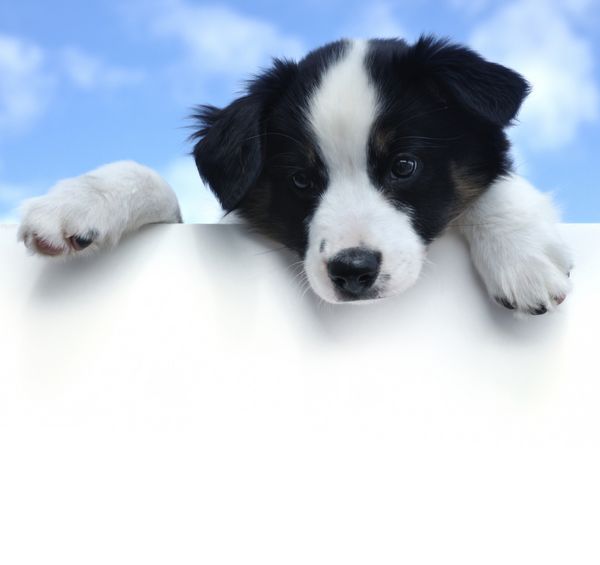 توله سگ سه رنگ استرالیایی شپرد آوسی بالای علامت خالی